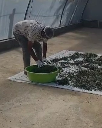 Fresh moringa leaves spread out to dry inside a covered dryer