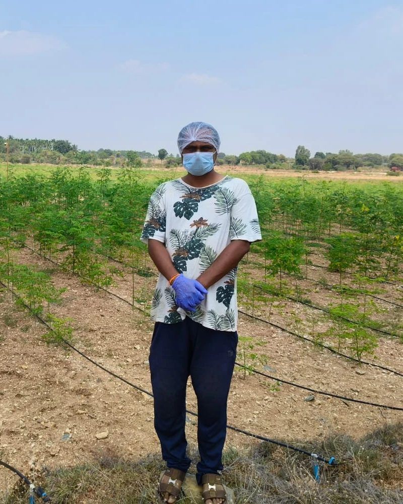 A NAAPS farmer standing among rows of young moringa trees on the farm