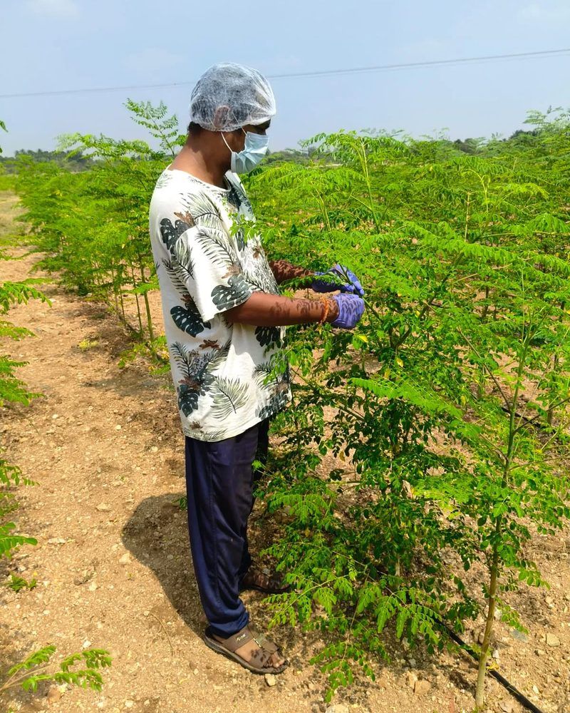 A NAAPS farmer in gloves and a hair net hand-picking moringa leaves
