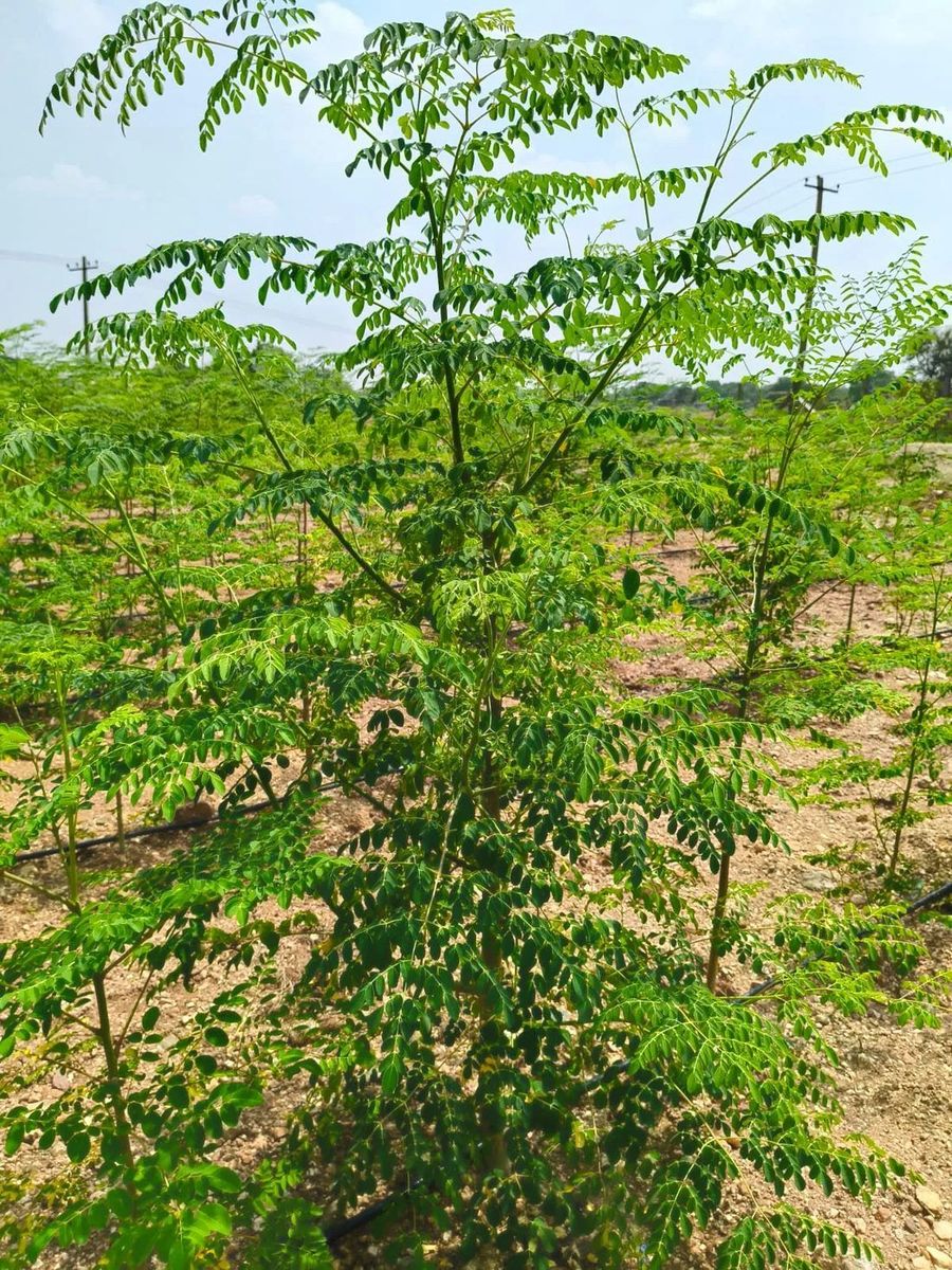 A healthy moringa tree growing on the NAAPS farm
