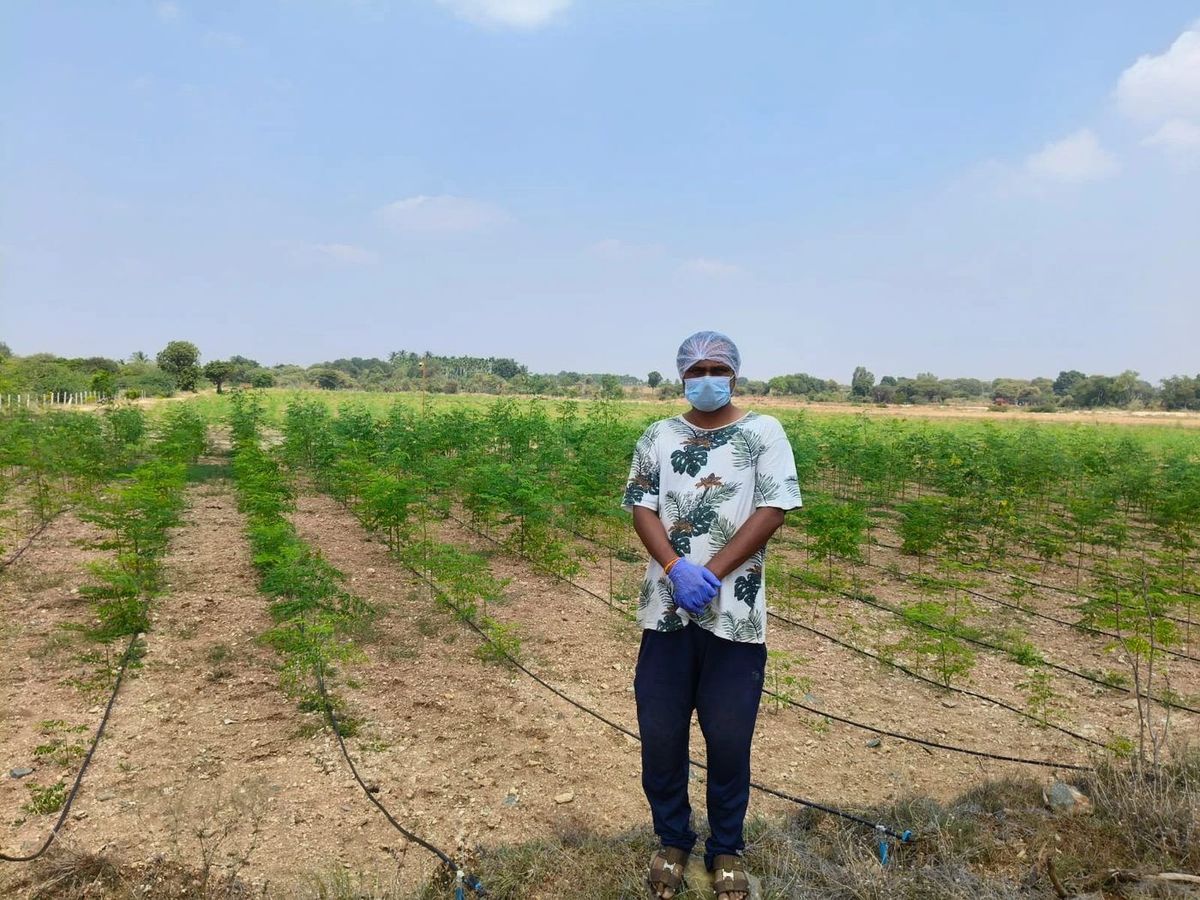 The NAAPS moringa farm with rows of young trees and drip irrigation