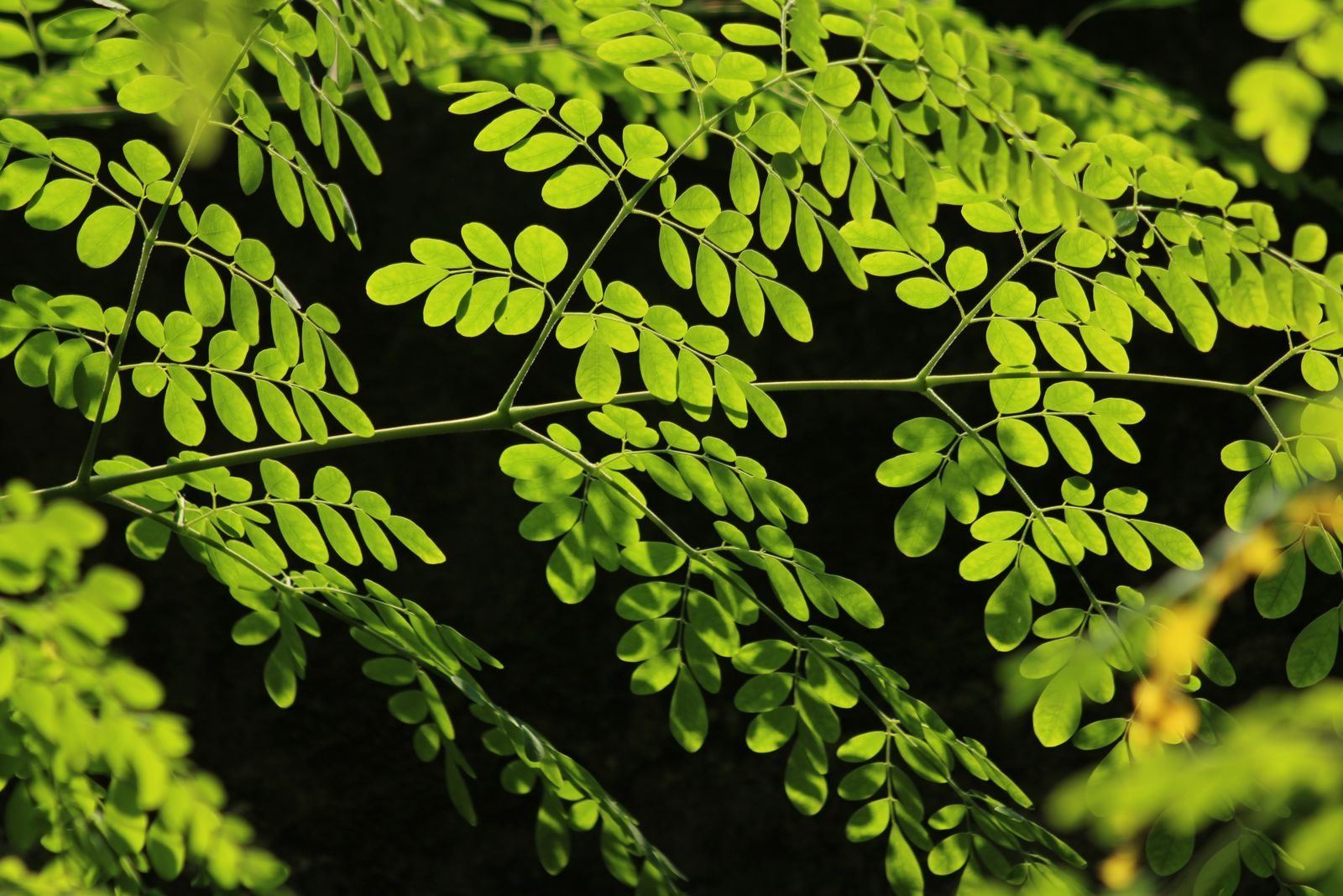 Fresh green moringa leaves in sunlight